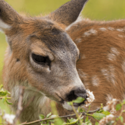 Flora Fauna